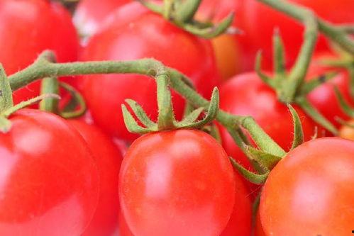 吃瓜娘娘番茄小说,番茄小说中的宫廷秘闻与爱情纠葛