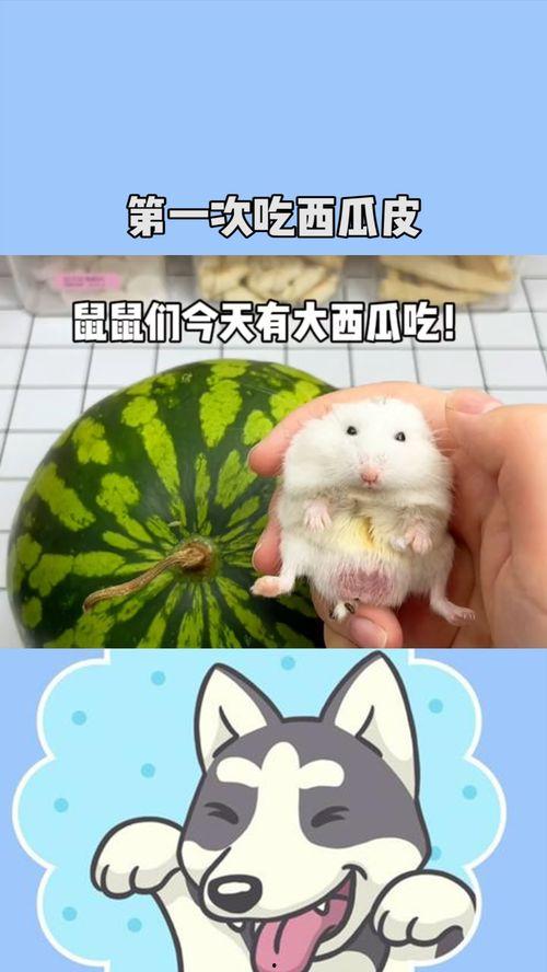 防老鼠吃瓜,守护丰收的秘密武器