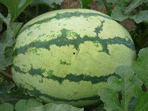 尘熙吃瓜基地,揭秘娱乐圈幕后风云