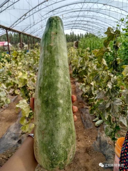 kk园区吃瓜,吃瓜群众的欢乐盛宴